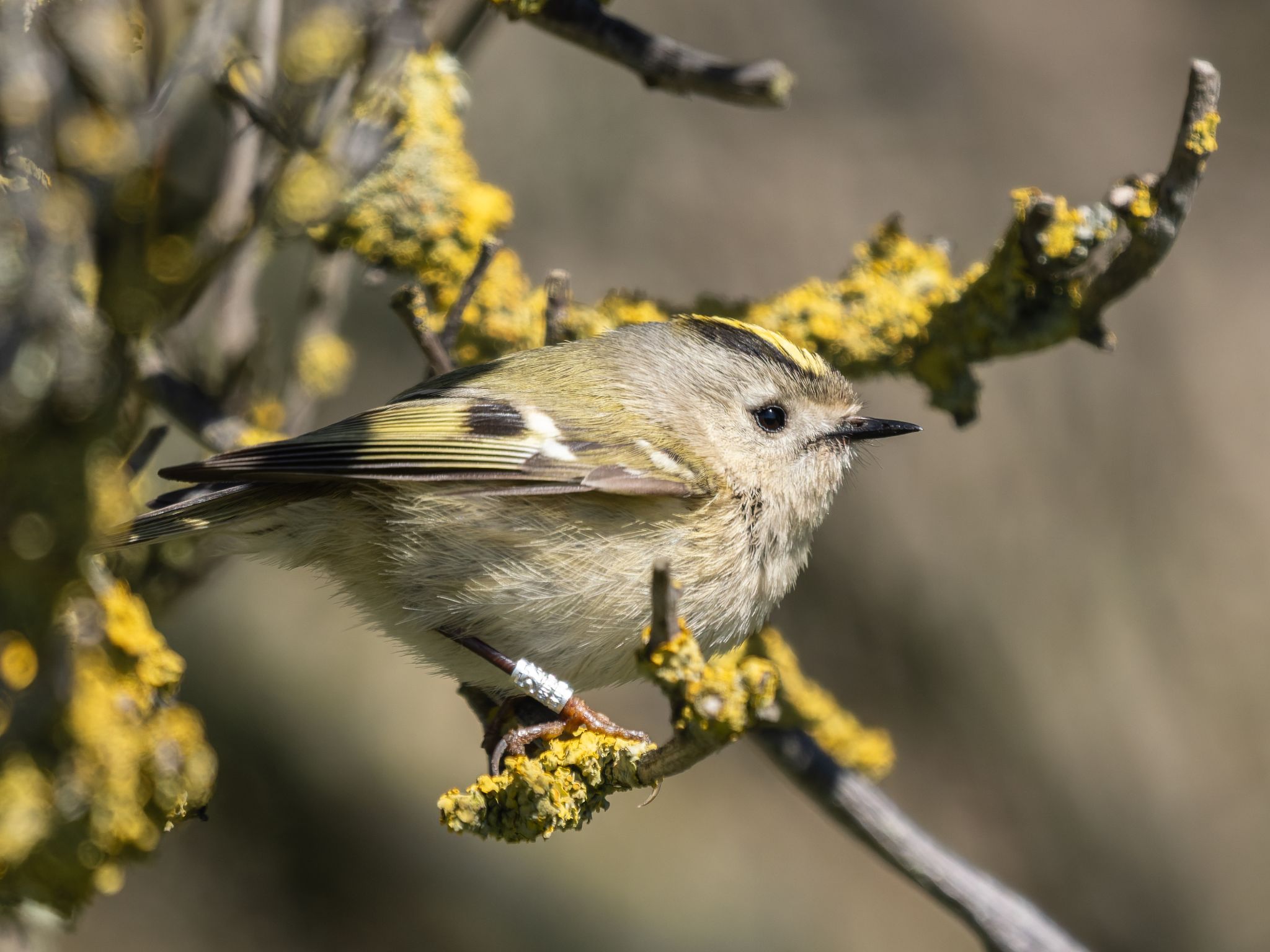 332 260424 1436 H  1HR2472 DxO DeepPRIME 3